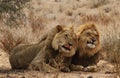 Two lion brothers