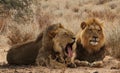 Two lion Brothers in the Kgaligadi 2