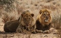 Two lion Brothers in the Kgaligadi 3