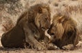 Two lion Brothers in the Kgaligadi 6