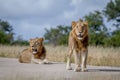 Two Lion brothers on the road.