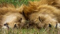 Two lion brothers sleep together