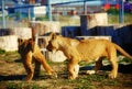 Two lion cub cuddling in nature