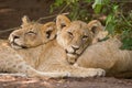 Two lion cubs