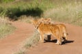 Two lion cubs