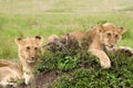 Two lion cubs in african savannah