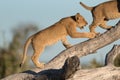 Two lion cubs balancing on a fallen tree in Savute. Royalty Free Stock Photo