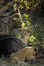 Two Lion cubs eating wildebeest