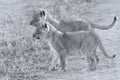 Two lion cubs exploring to bush artistic convesion Royalty Free Stock Photo