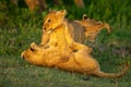 Two lion cubs on grass play fighting Royalty Free Stock Photo