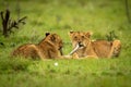 Two Lion Cubs Lie Chewing Dead Branch