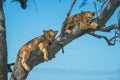 Two lion cubs lie on tree branch Royalty Free Stock Photo