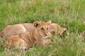Two lion cubs lying in african savannah Royalty Free Stock Photo