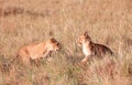 Two Lion cubs (panthera leo) in savannah Royalty Free Stock Photo