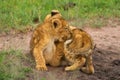 Two lion cubs play fight in sand Royalty Free Stock Photo