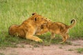 Two lion cubs play fighting in grass Royalty Free Stock Photo
