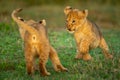 Two lion cubs play fighting on grass Royalty Free Stock Photo