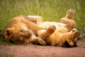 Two lion cubs play fighting on grass Royalty Free Stock Photo