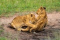 Two lion cubs play fighting in sand Royalty Free Stock Photo