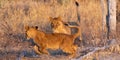 Two lion cubs play games in the bush