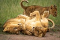 Two lion cubs play on their backs Royalty Free Stock Photo