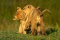 Two lion cubs playfully bite each other Royalty Free Stock Photo