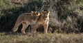 Two lion cubs playing at Addo Elephant Park.