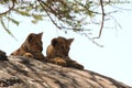 Two lion cubs on a rock Royalty Free Stock Photo