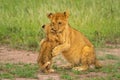 Two lion cubs sit fighting in grass Royalty Free Stock Photo