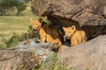 Two lion cubs standing under rocky overhang