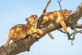 Two lion cubs on tree in sunshine