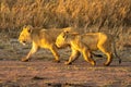 Two lion cubs walk side-by-side on track Royalty Free Stock Photo