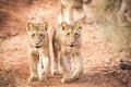 Two lion cubs on the move Royalty Free Stock Photo