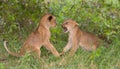 Two lion cubs (Panthera leo) playing Royalty Free Stock Photo