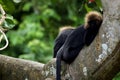 Lion-tailed macaques-2 Royalty Free Stock Photo