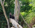 Two Lion-Tailed Macaques Sit on Wood Royalty Free Stock Photo