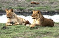 Two lioness Royalty Free Stock Photo