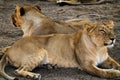 two lioness Asiatic lions resting on the forest floor at the Gir National Park in Gujarat. Royalty Free Stock Photo