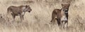 Two Lioness Hunting - Namibia - Africa Royalty Free Stock Photo