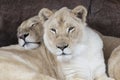 Two Lioness sisters relax at The Toronto Zoo