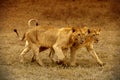 Two Lionesses in Amboseli Royalty Free Stock Photo