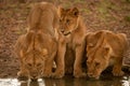 Two lionesses drink from pond with cub Royalty Free Stock Photo