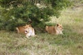 Two lionesses enjoy the shade of a bush during a hot and muggy summer Royalty Free Stock Photo