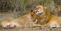 Two lionesses fondle each other. National Park. Kenya. Tanzania. Masai Mara. Serengeti.