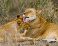 Two lionesses fondle each other. National Park. Kenya. Tanzania. Masai Mara. Serengeti.