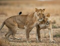 Two lionesses fondle each other. National Park. Kenya. Tanzania. Masai Mara. Serengeti.