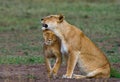 Two lionesses fondle each other. National Park. Kenya. Tanzania. Masai Mara. Serengeti.