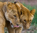 Two lionesses fondle each other. National Park. Kenya. Tanzania. Masai Mara. Serengeti.