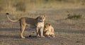 Two lionesses fondle each other. National Park. Kenya. Tanzania. Masai Mara. Serengeti.