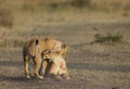 Two lionesses fondle each other. National Park. Kenya. Tanzania. Masai Mara. Serengeti.